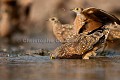 Burchell's Sandgrouse