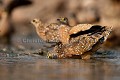 Burchell's Sandgrouse