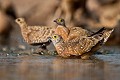 Burchell's Sandgrouse