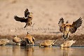 Burchell's Sandgrouse