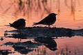 Collared (Red-Winged) Pratincole