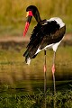 Saddle-Billed Stork - Jabiru africain