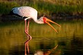 Yellow-Billed Stork - Tantale ibis
