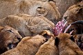 Lions en train de manger un gnou.