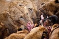 Lion Pride feeding on a Wildebeest