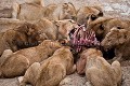 Lion Pride feeding on a Wildebeest