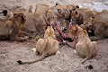 Lion Pride feeding on a Wildebeest