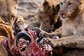 Lion Pride feeding on a Wildebeest