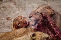 Lion Pride feeding on a Wildebeest