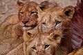 Troupe de Lions en train de manger un gnou.