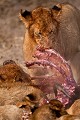 Clan de Lions en train de manger un gnou.