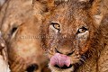 Lion Pride feeding on a Wildebeest