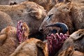 Clan de Lions en train de manger un gnou.