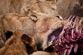 Lion Pride feeding on a Wildebeest