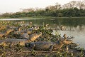 Camans  lunette /  Spectacled Caimans