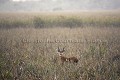Cerf des marais / Marsh Deer Stag