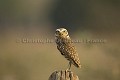 Chouette des terriers / Burrowing Owl