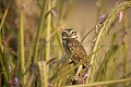 Chouette des terriers / Burrowing Owl