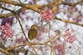 Chouette des terriers / Burrowing Owl