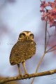 Chouette des terriers / Burrowing Owl