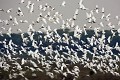 Vol de grandes aigrettes / GReat Egrets Flock