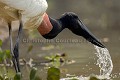 Jabiru d'amrique en train de boire / Jabiru Stork Drinking