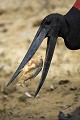 Jabiru d'amrique en train de pcher / Jabiru Stork Fishing