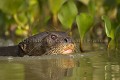 Loutre gante d'Amazonie. Giant Otter.