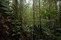 Rain Forest of Borneo.