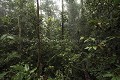 Rain Forest of Borneo.