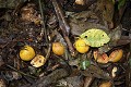 Fruits Eated by Chimpanzees