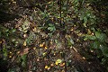 Fruits Eated by Chimpanzees