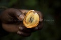 Fruits Eated by Chimpanzees