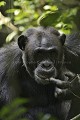 Chimpanze of the Kibale Forest.