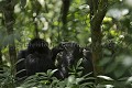 Chimpanzs, Foret de kibale.