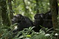 Chimpanzee of the Kibale Forest.