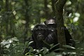 Chimpanzee of the Kibale Forest.