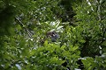 Young Chimpanzee in a nest.