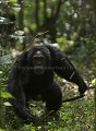 Male Chimpanzee charging.