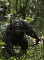 Chimpanz, male en train de charger.