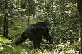 Chimpanz, male en train de charger.