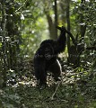 Male Chimpanzee charging.