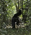 Male Chimpanzee charging.