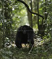 Male Chimpanzee charging.