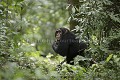 Chimpanze Foret de kibale. Chimpanze of the Kibale Forest.