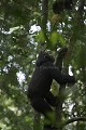 Chimpanze Foret de kibale. Chimpanze of the Kibale Forest.