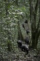 Chimpanze Foret de kibale. Chimpanze of the Kibale Forest.