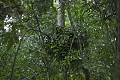 Nid de Chimpanze en Foret de kibale. Chimpanzee Nest of the Kibale Forest.