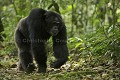 Chimpanze - Chimpanzee