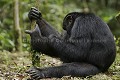 Chimpanze - Chimpanzee
